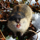 Illustration for article titled Lemming Suicide Is a Myth That Was Perpetuated by Disney